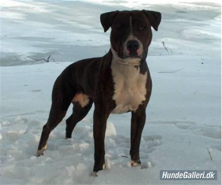 Blanding af racer Cody R.I.P - Codys Mor billede 12