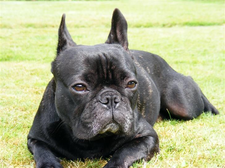 Fransk bulldog Oscar aka Batmand 1 billede 5