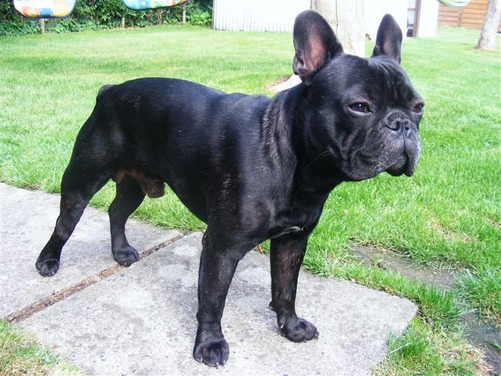 Fransk bulldog Oscar aka Batmand 1 billede 6