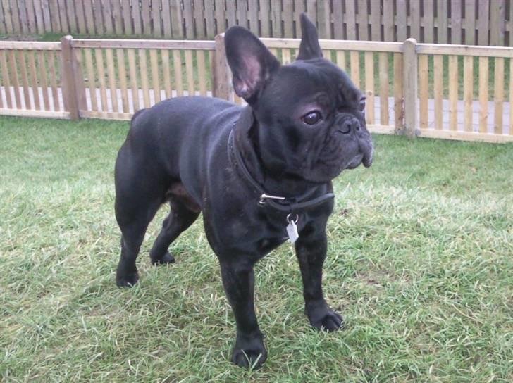Fransk bulldog Oscar aka Batmand 1 billede 7