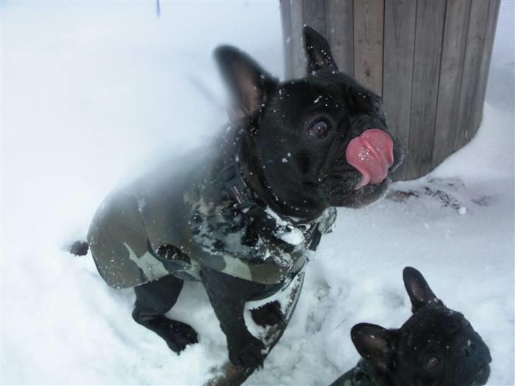 Fransk bulldog Oscar aka Batmand 1 billede 8