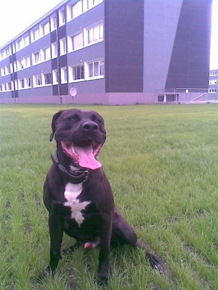 Amerikansk staffordshire terrier Jackie billede 1