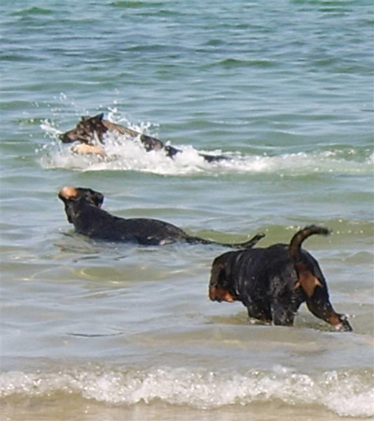 Rottweiler Victor - Frida, brormand Falco og mig elsker at bade... billede 14