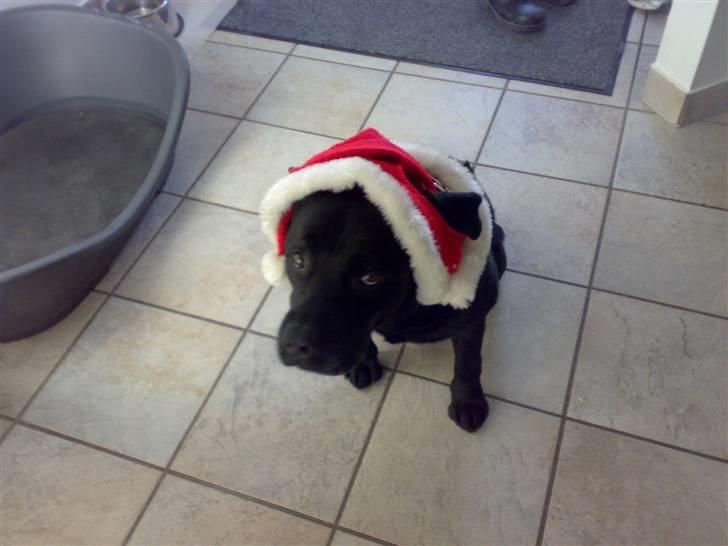 Labrador retriever Burre. aflivet d.27/04 09 billede 7