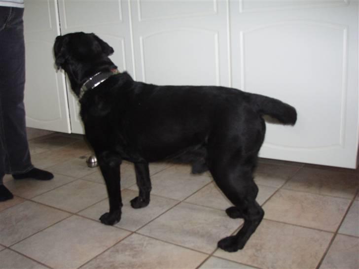 Labrador retriever Burre. aflivet d.27/04 09 billede 8