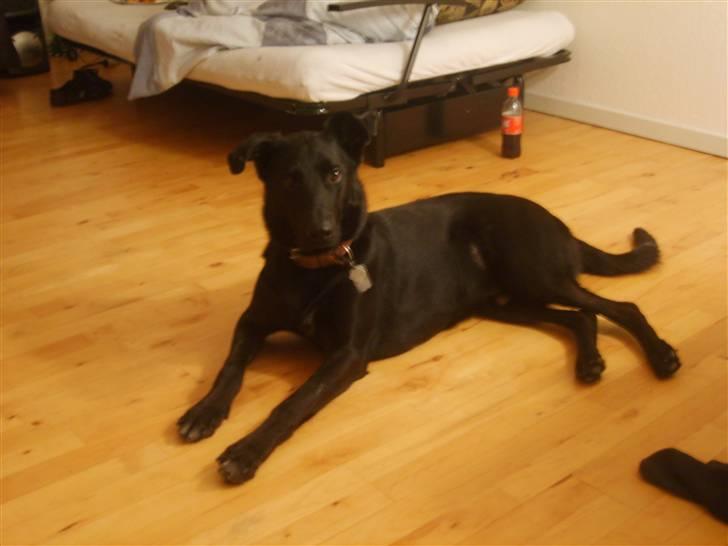 Blanding af racer Keiko<3 R.I.P. billede 1