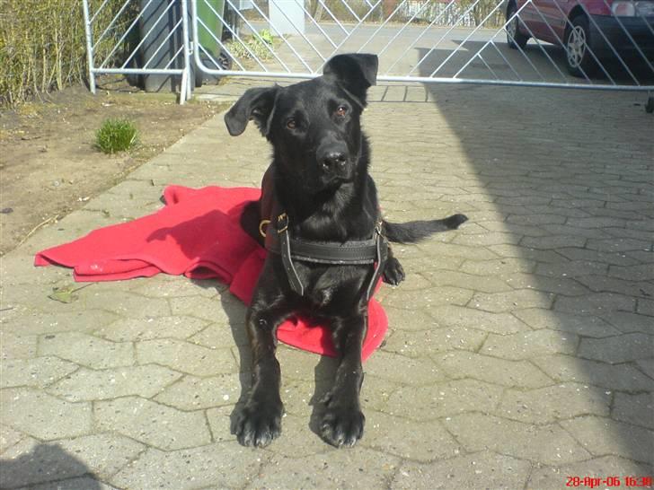 Blanding af racer Keiko<3 R.I.P. billede 2