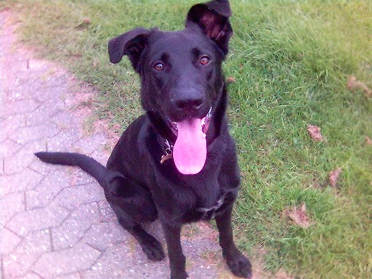 Blanding af racer Keiko<3 R.I.P. billede 6