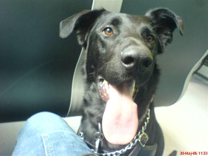 Blanding af racer Keiko<3 R.I.P. billede 7