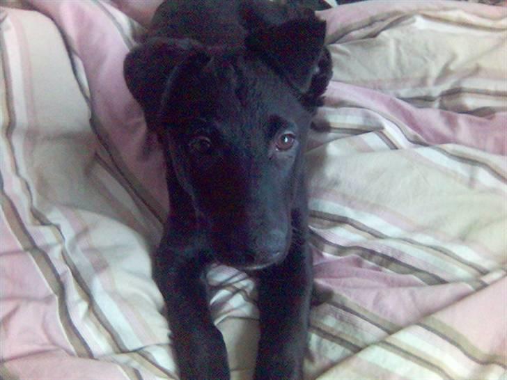 Blanding af racer Keiko<3 R.I.P. billede 8