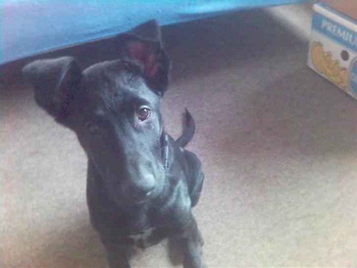 Blanding af racer Keiko<3 R.I.P. billede 9