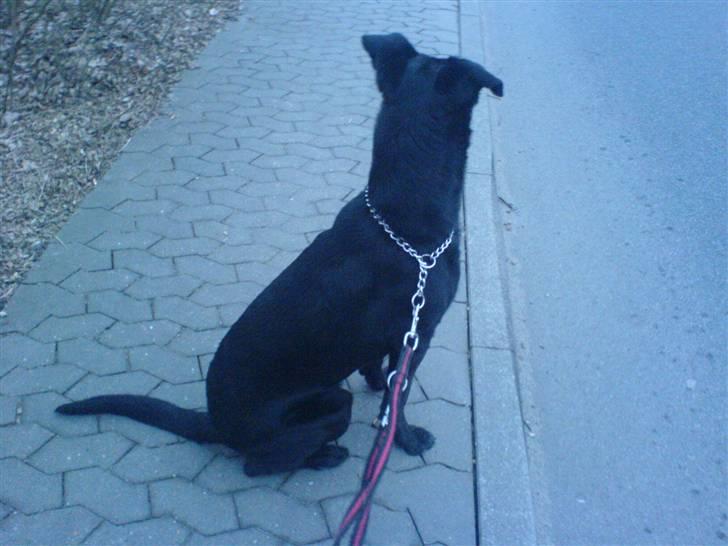 Blanding af racer Keiko<3 R.I.P. billede 10