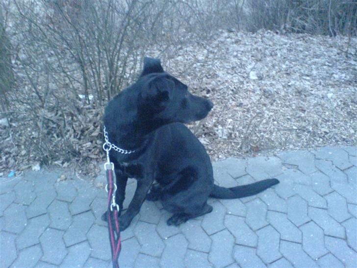 Blanding af racer Keiko<3 R.I.P. billede 11