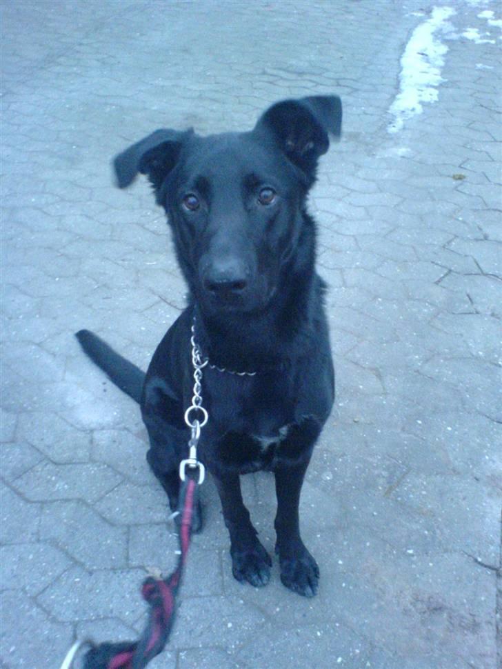 Blanding af racer Keiko<3 R.I.P. billede 12