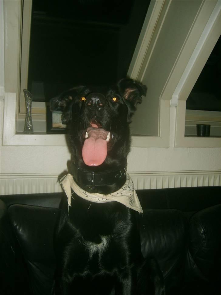 Blanding af racer Keiko<3 R.I.P. billede 13