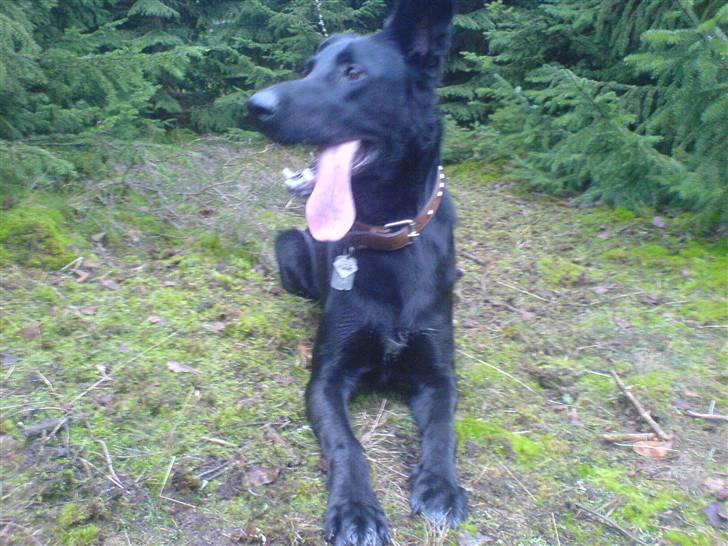 Blanding af racer Keiko<3 R.I.P. billede 14