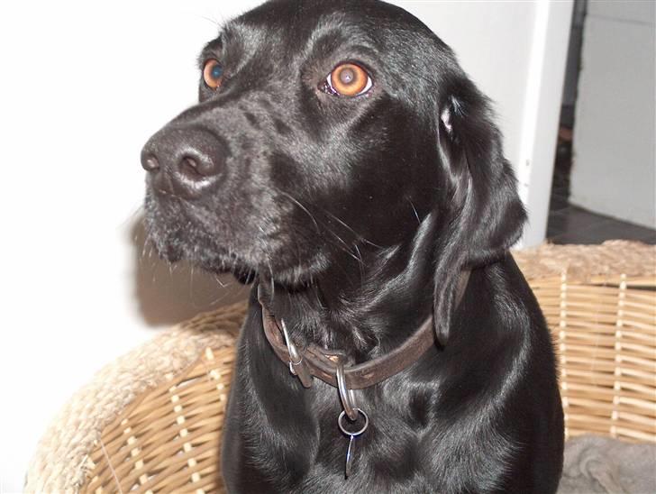 Labrador retriever Tilde billede 12