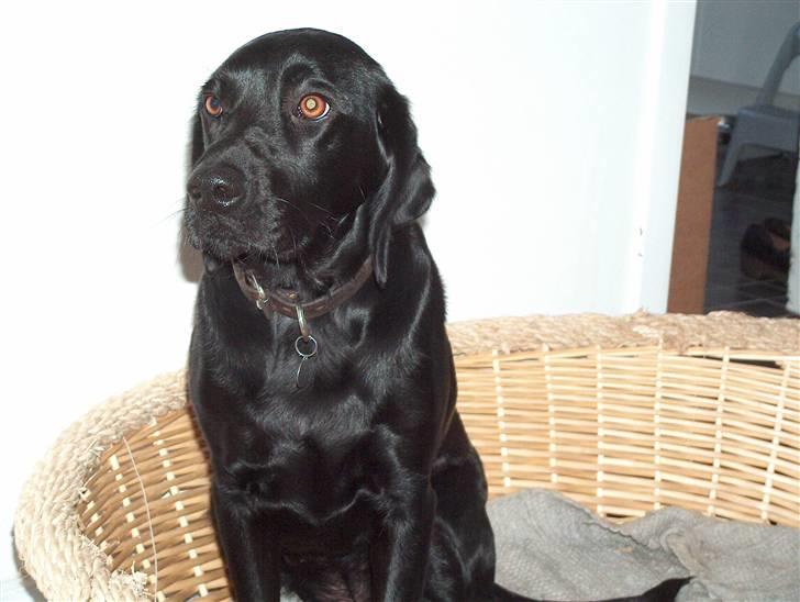 Labrador retriever Tilde billede 13
