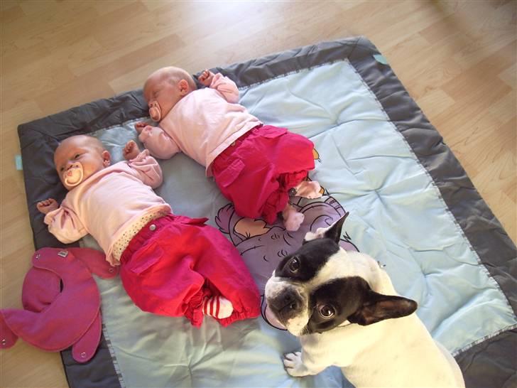 Fransk bulldog trunte billede 7