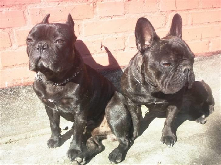 Fransk bulldog Oscar aka Batmand 1 billede 9