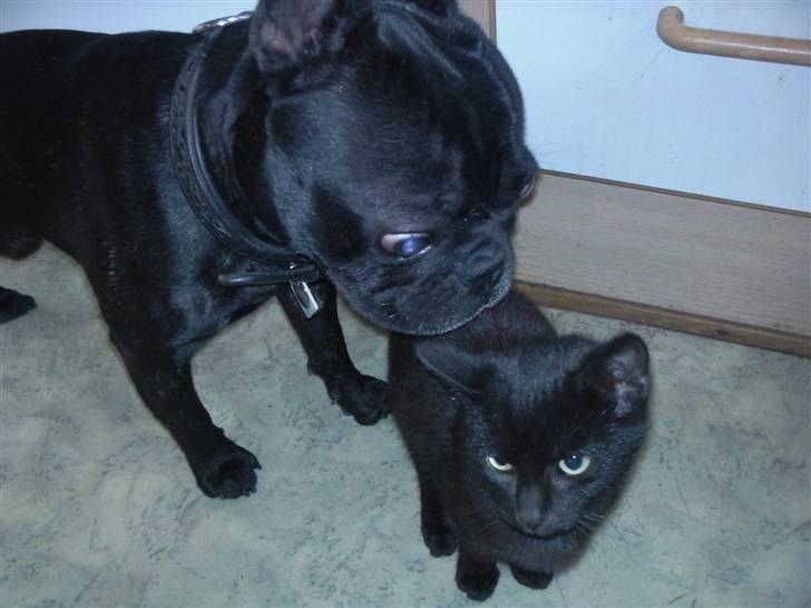 Fransk bulldog Oscar aka Batmand 1 -  Jeg holder lige øje med katten . billede 10