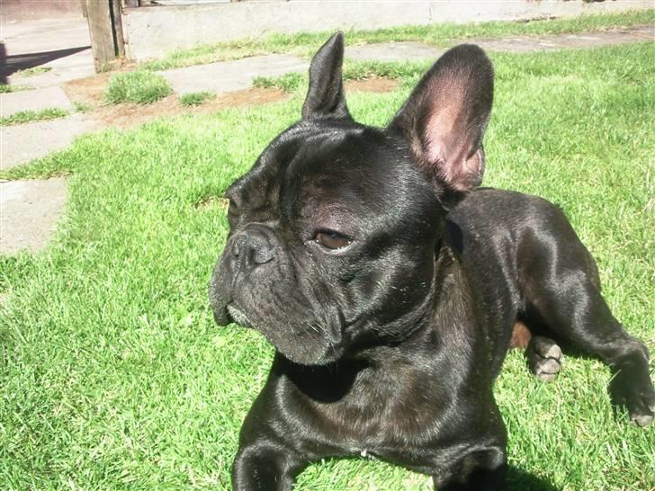 Fransk bulldog Oscar aka Batmand 1 billede 11
