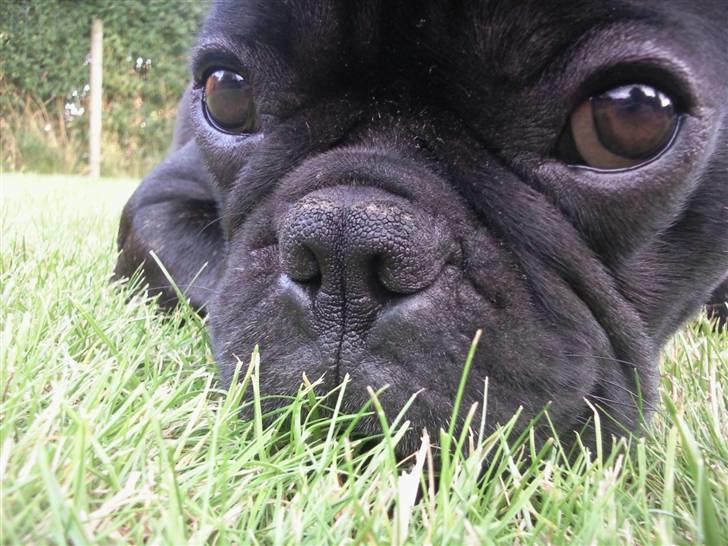 Fransk bulldog Oscar aka Batmand 1 billede 1