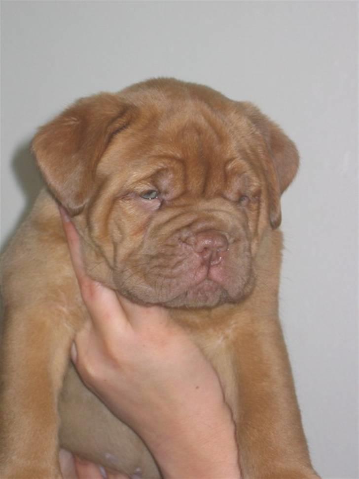 Dogue de bordeaux viola  - smukke tøs ´ .. billedet er taget oppe i spjald en uge før vi hentede hende (: ( 7 uger gammel ) billede 11