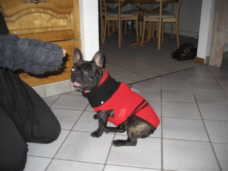 Fransk bulldog Lilo *RIP* - og igen billede 5