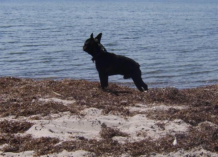 Fransk bulldog Oscar aka Batmand 1 billede 12