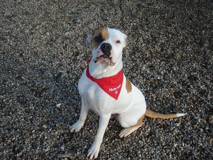 Amerikansk bulldog Lady billede 1