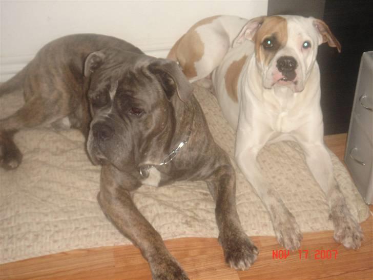 Amerikansk bulldog Lady billede 2