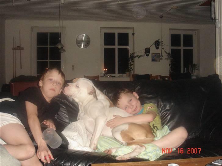 Amerikansk bulldog Lady billede 3