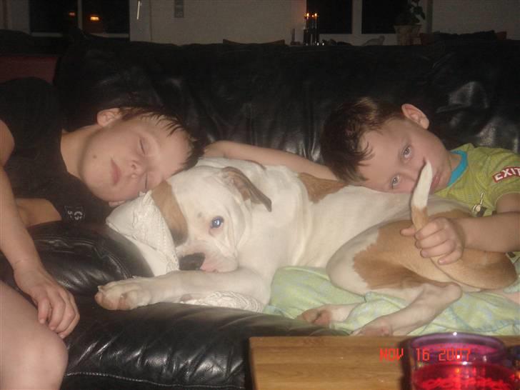 Amerikansk bulldog Lady billede 4