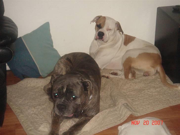 Amerikansk bulldog Lady billede 5