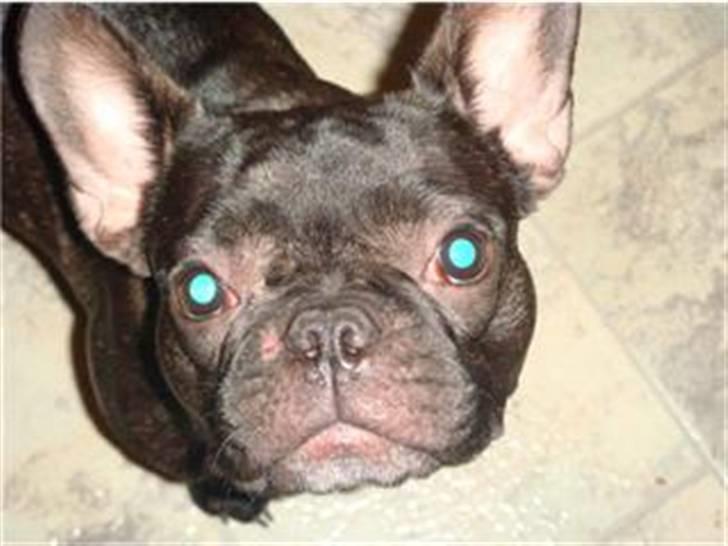 Fransk bulldog Vicky - R.I.P :-( billede 12