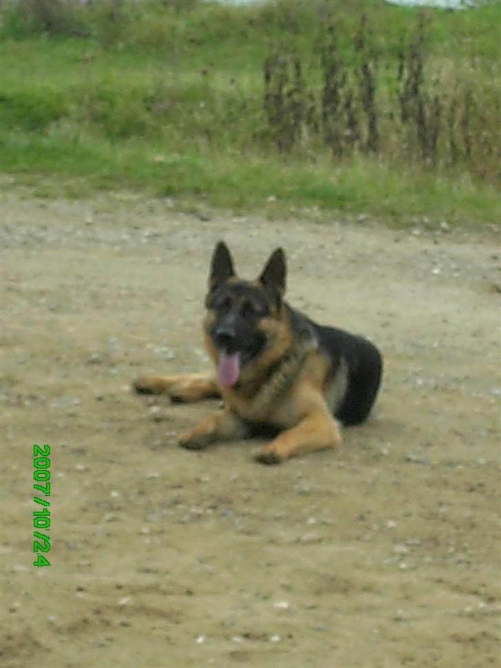 Schæferhund Sara - Her ligger Hassan godt træt efter en lang træningsdag som gik godt. billede 11