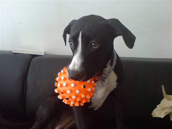 Amerikansk staffordshire terrier sisi billede 1