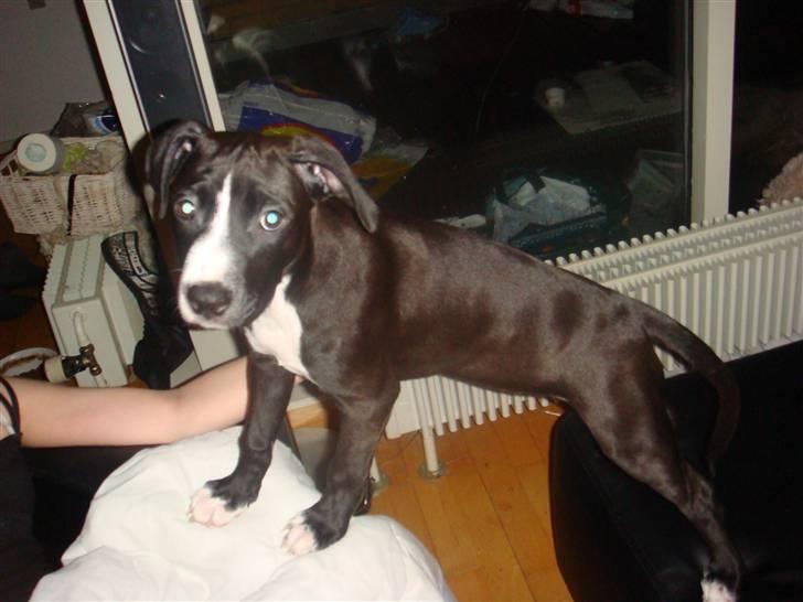 Amerikansk staffordshire terrier sisi billede 2