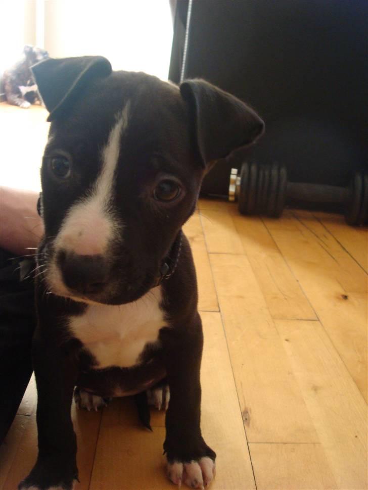 Amerikansk staffordshire terrier sisi billede 3