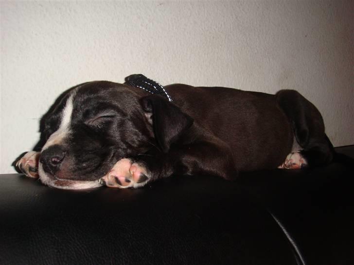 Amerikansk staffordshire terrier sisi billede 4