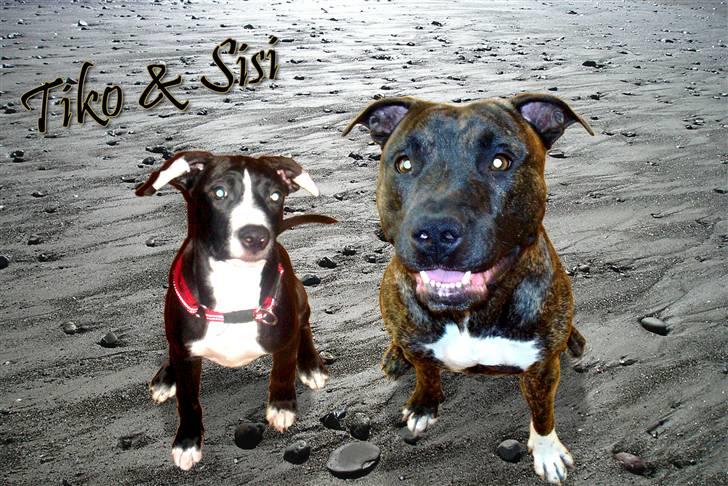 Amerikansk staffordshire terrier sisi billede 5