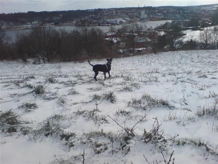 Amerikansk staffordshire terrier sisi billede 6