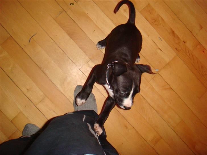 Amerikansk staffordshire terrier sisi billede 7