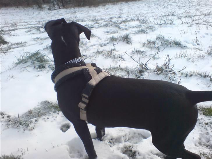 Amerikansk staffordshire terrier sisi billede 8