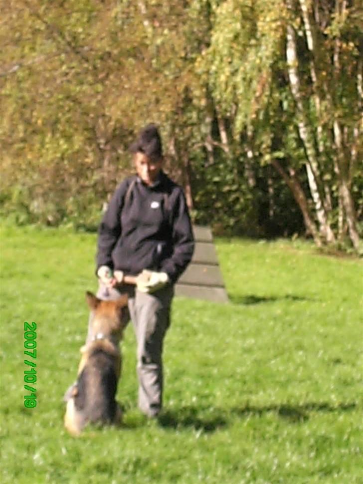 Schæferhund Sara - Sara er ved at lære den sidste del af apportøvelsen hvor hun skal sidde stille og roligt billede 12