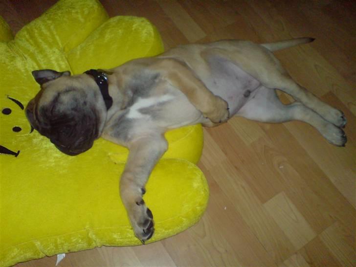 Bullmastiff Gibson billede 11