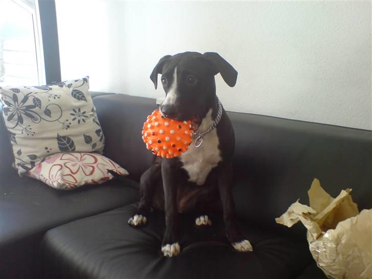 Amerikansk staffordshire terrier sisi billede 9