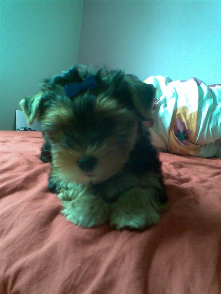 Yorkshire terrier Coco billede 1