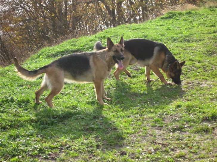 Schæferhund Sara - Her går de og hygger sig,det skal der også være plads til under træningen.  billede 13